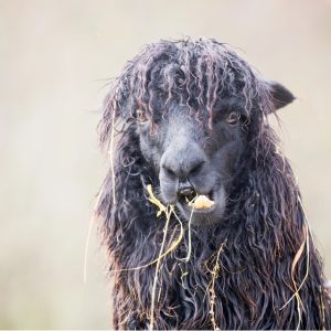 Lama
